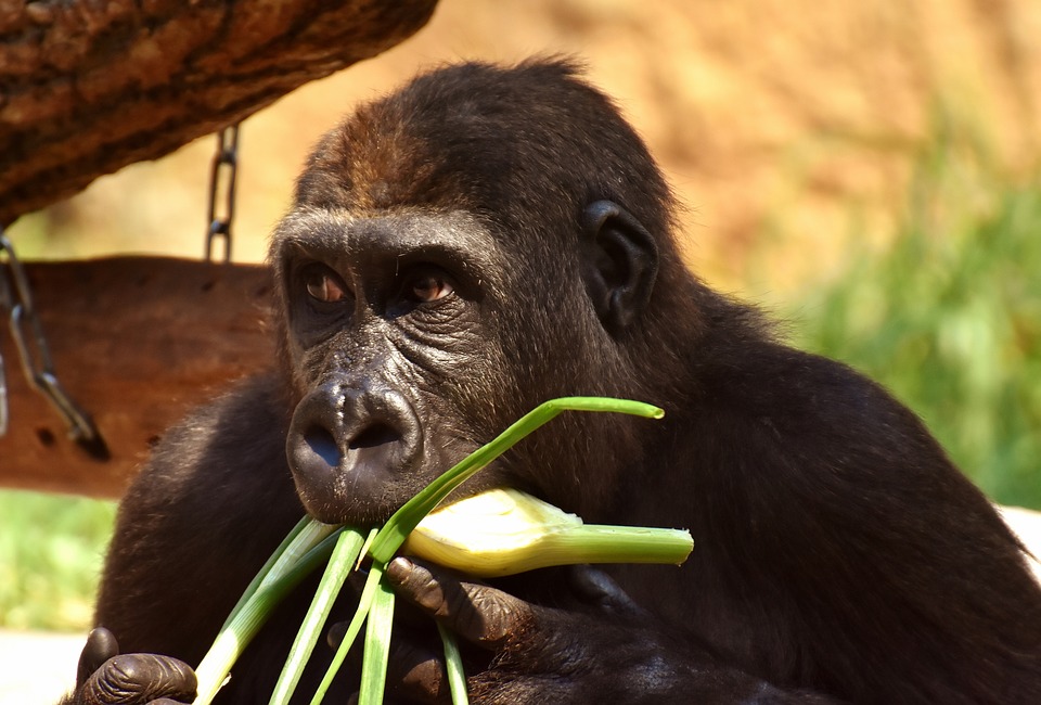 NLP A gorilla sits and eats green vegetables, holding them in its hands and mouth. The scene evokes a sense of healing and recovery, with earthy and green tones blurred in the background. Hypnotherapy