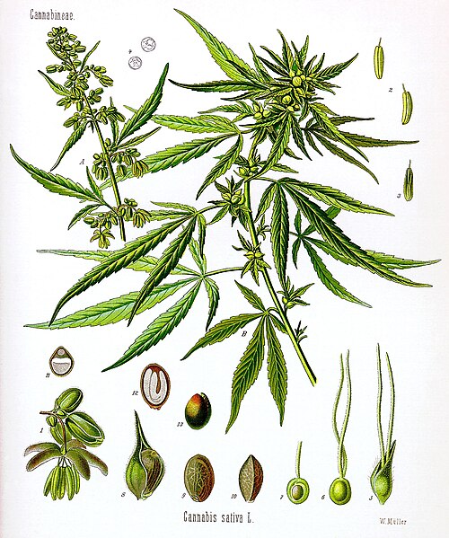 Historic botanical plate of Cannabis sativa showing male and female flowering plants and enlarged details of flowers and seeds.
