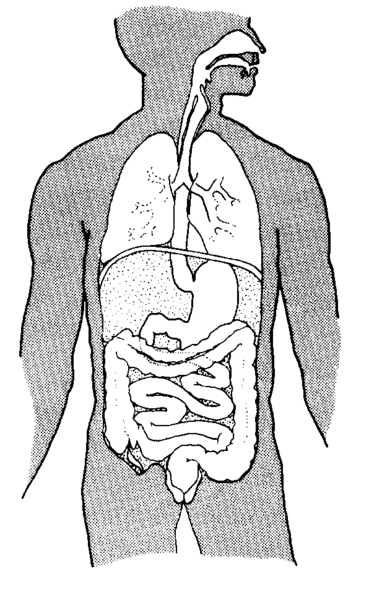 Black-and-white anatomical illustration showing the stomach, small intestine and large intestine within the torso.