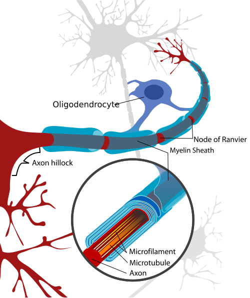 Diagram of a neuron and an oligodendrocyte, with an enlarged cross-section showing myelin wrapped around an axon.