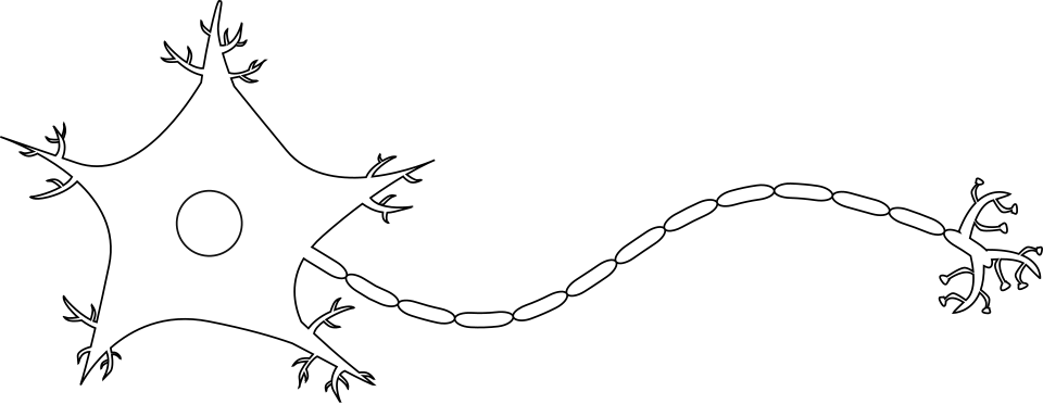 Simple drawing of a nerve cell with branching dendrites, a cell body, a long axon and terminal branches.